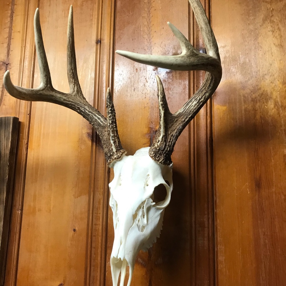 Whitetail Skull Mount